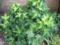 Variegated Fatshedera / x Fatshedera lizei 